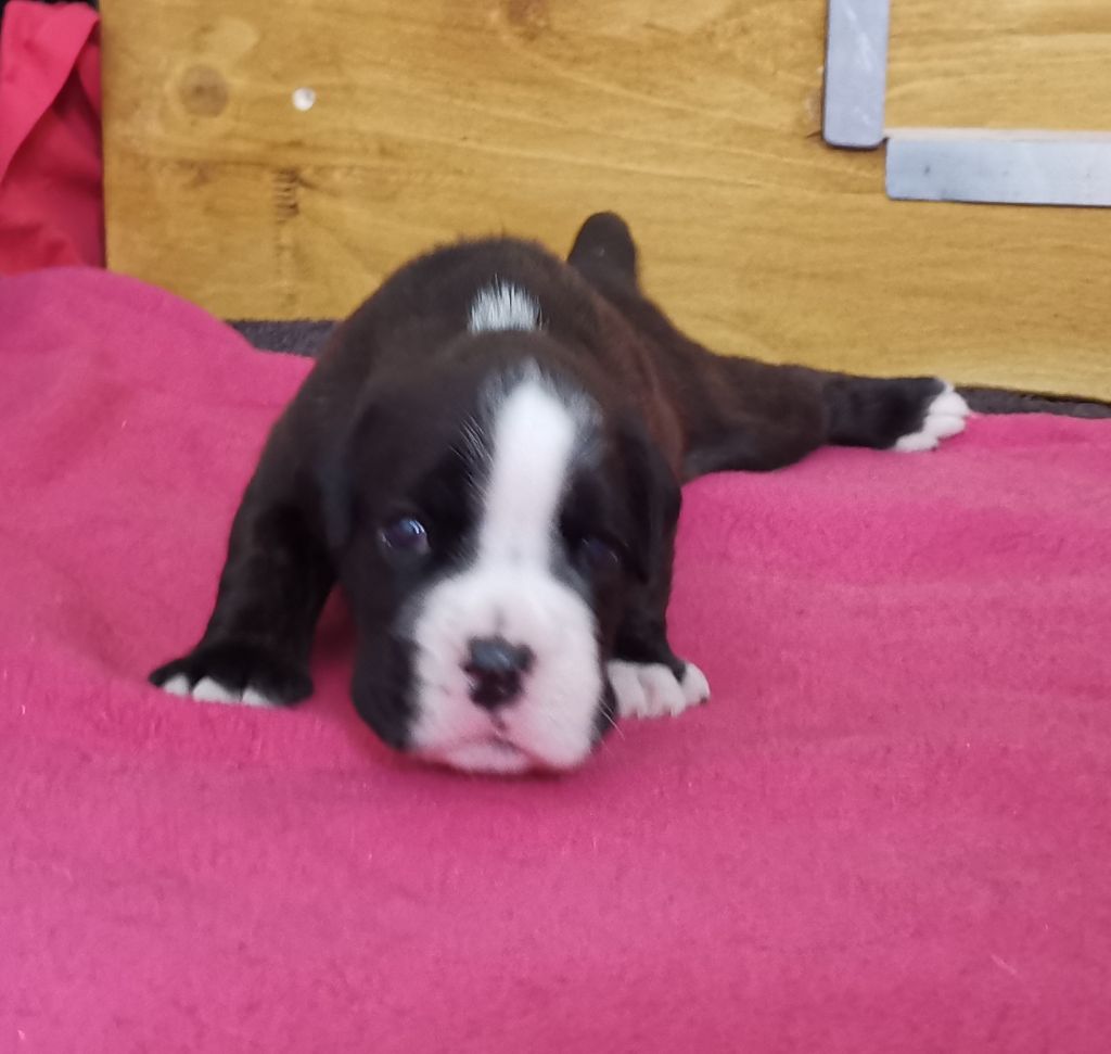 Du Flot Del Issole - Chiot disponible  - Boxer