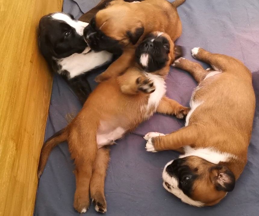 chiot Boxer Du Flot Del Issole