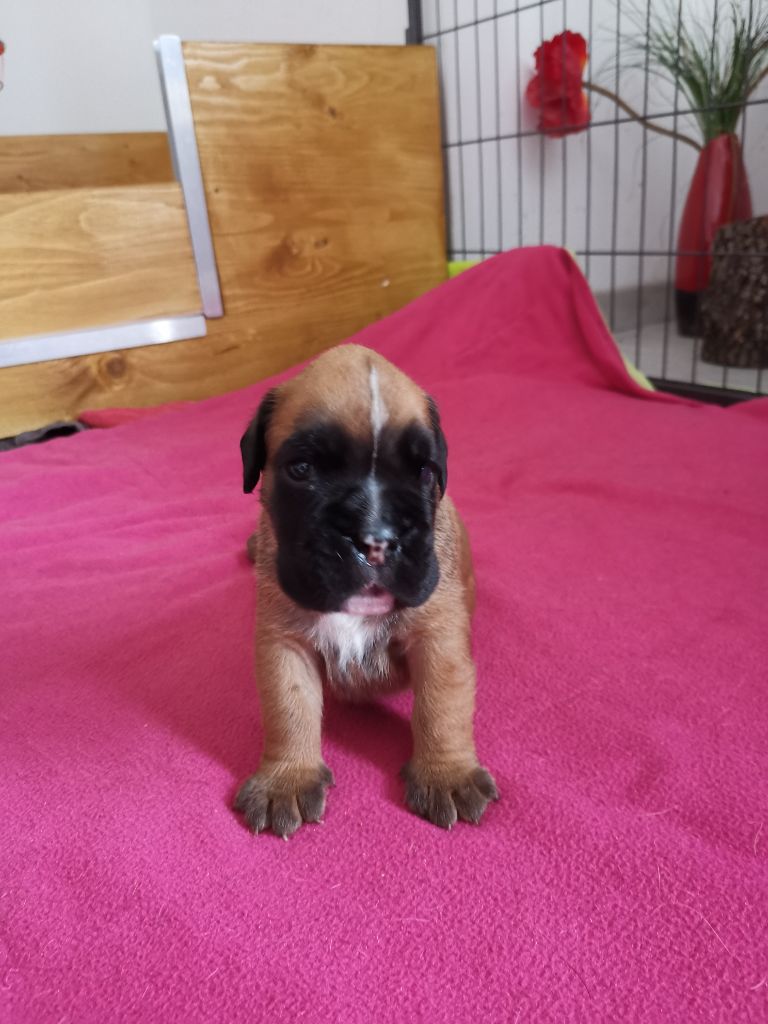 Du Flot Del Issole - Chiot disponible  - Boxer